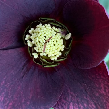 Helleborus