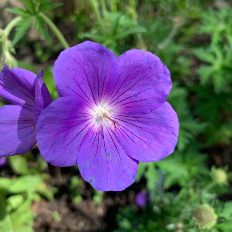 Plant image Geranium 'Orion'