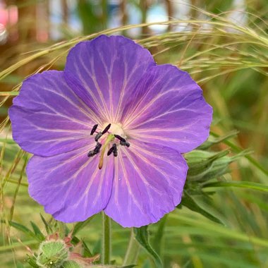 Geranium pratense