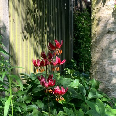 Lilium martagon