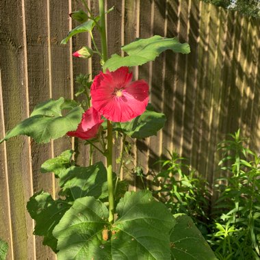 Alcea rosea  syn. Althaea rosea