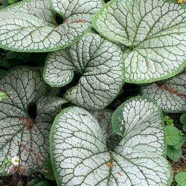 Brunnera macrophylla