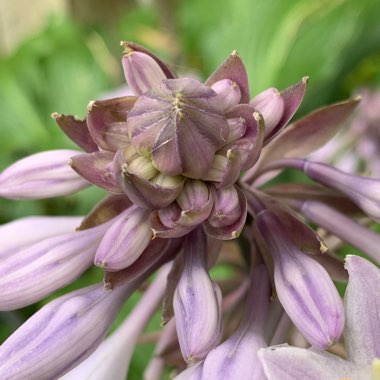 Hosta