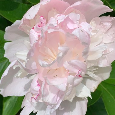 Paeonia lactiflora 'Angel Cheeks'