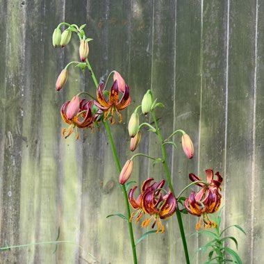 Lilium martagon