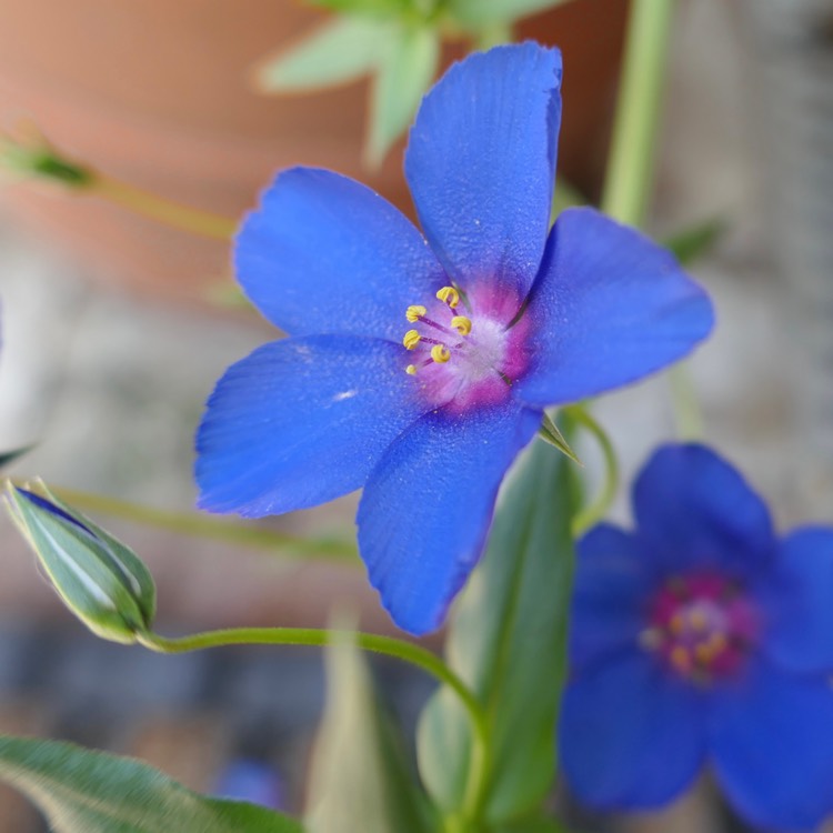 Plant image Anagallis Monelli 'Sky Lover'