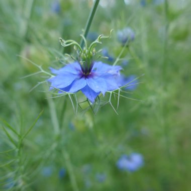 Nigella damascena 'Miss Jekyll'