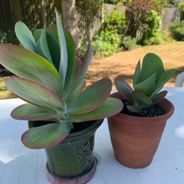 Kalanchoe Flapjacks