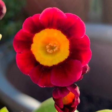 Primula auricula