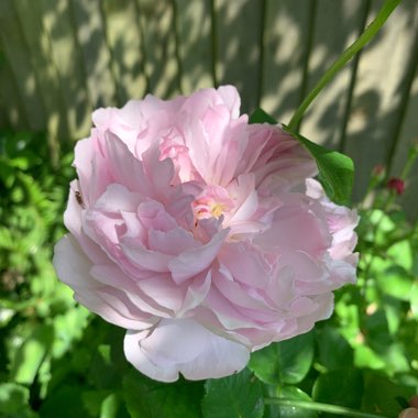 Rosa 'Charles Rennie Macintosh'