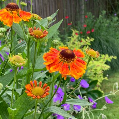 Helenium 'Moerheim Beauty'