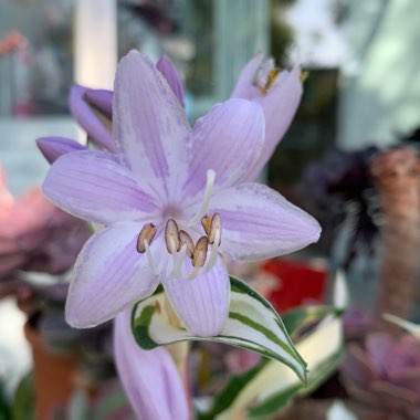 Hosta 'Fire and Ice'