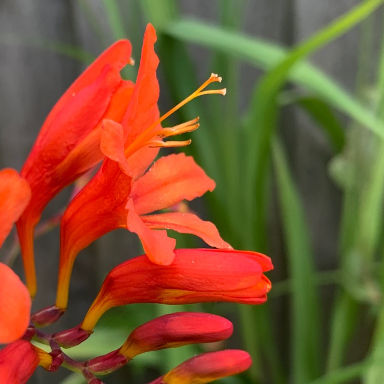 Plant image Crocosmia masoniorum