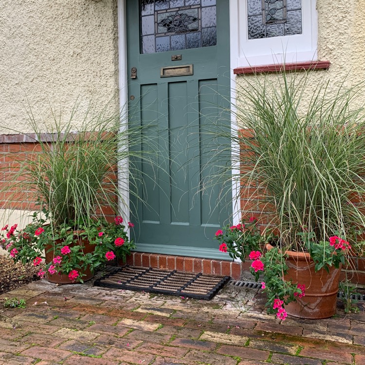 Plant image Miscanthus sinensis 'Morning Light'