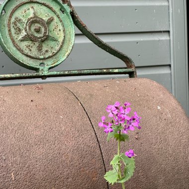 Lunaria annua