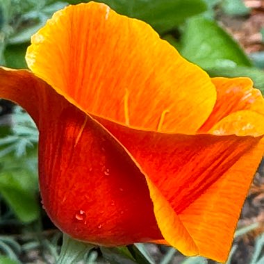 California Poppy