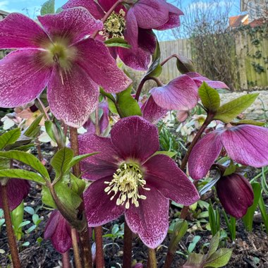 Hellebore