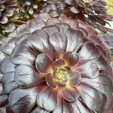 Aeonium 'Zwartkop'