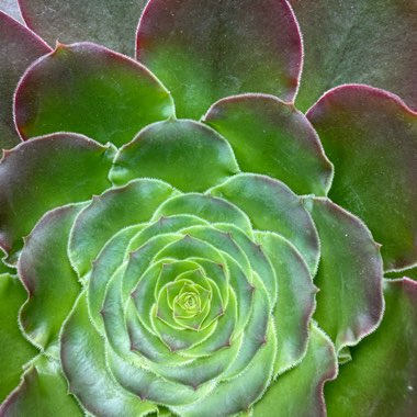 Aeonium 'Zwartkop'