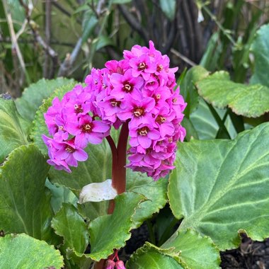 Elephant's Ears (Bergenia)