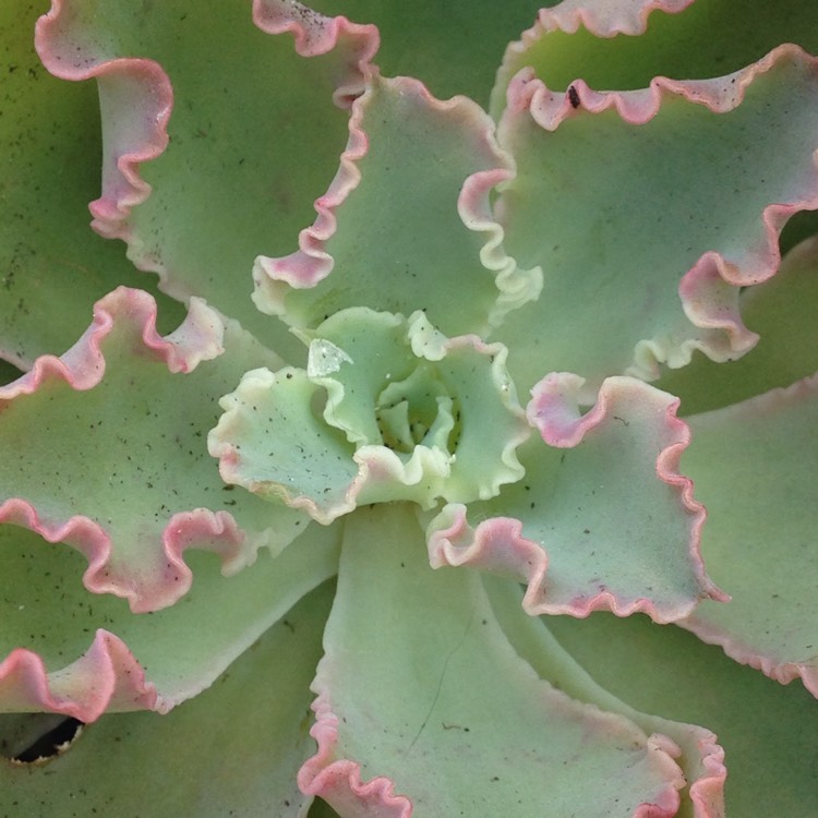 Plant image Echeveria Curly Locks