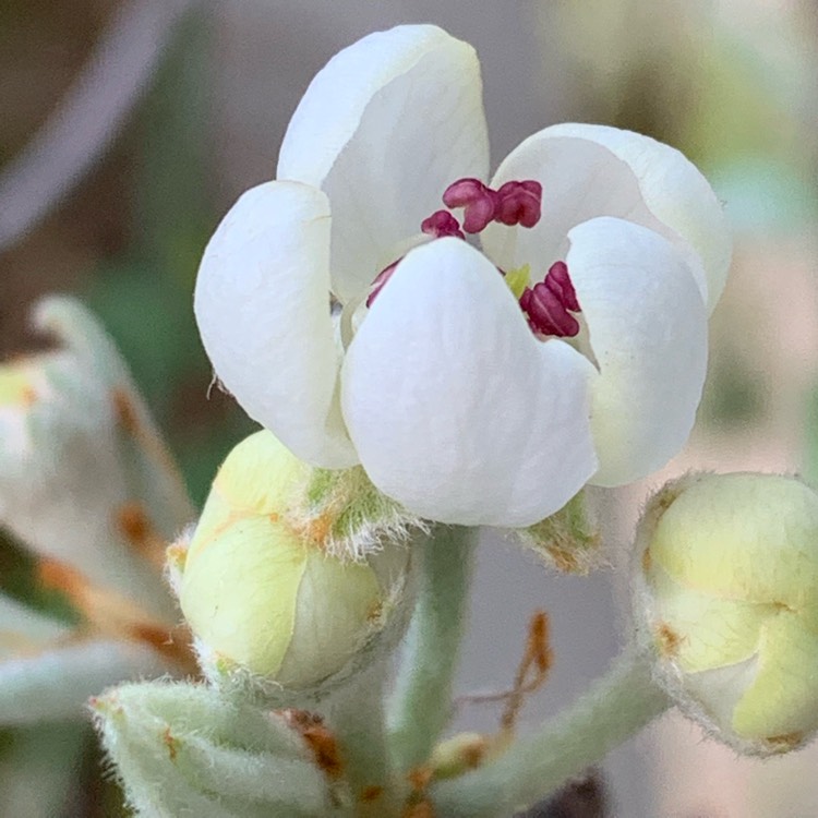 Plant image Pyrus salicifolia 'Pendula'