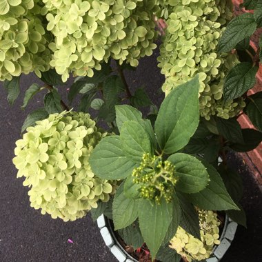 Hydrangea 'Limelight'