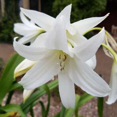 Common Star Lily