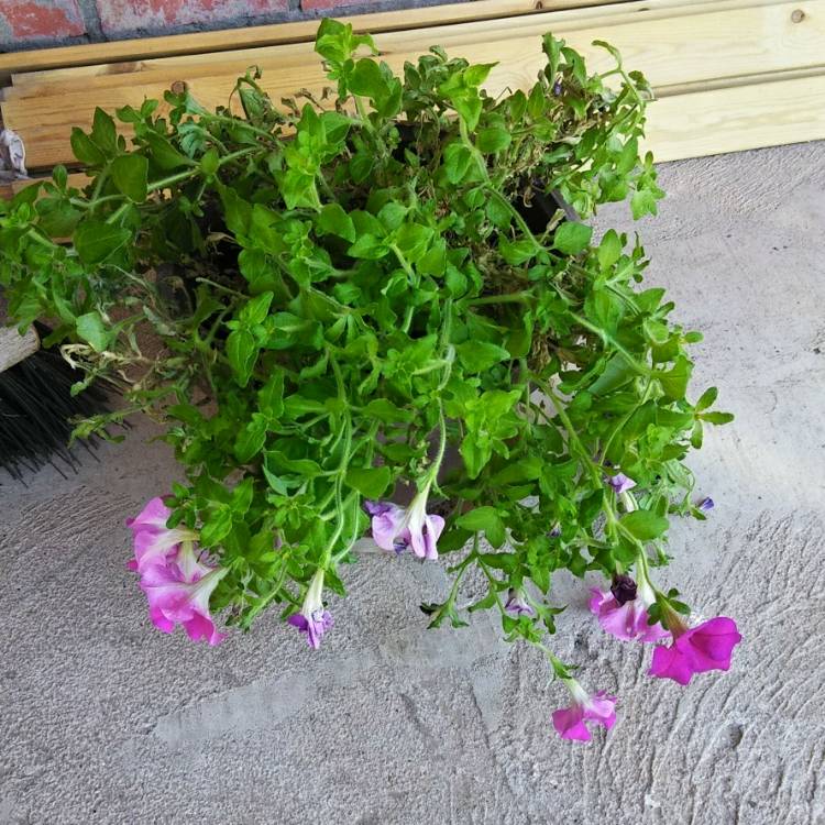 Plant image Petunia Fanfare 'Creme de Cassis'