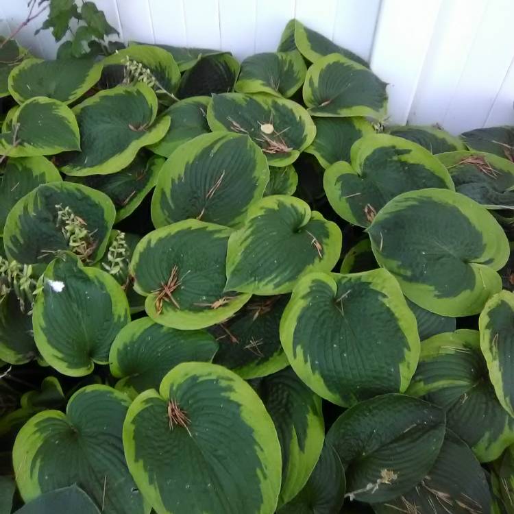 Plant image Hosta 'Earth Angel'