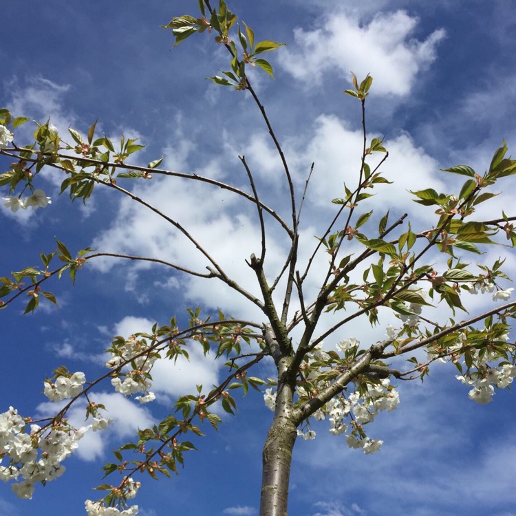 Plant image Prunus 'Shirotae' syn. Prunus serrulata 'Kojima', Prunus 'Mount Fuji'