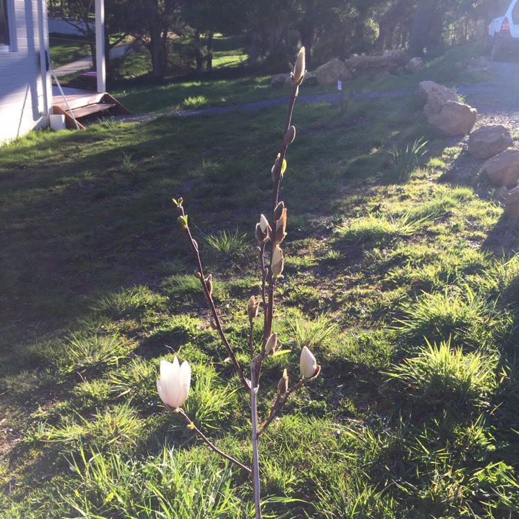 Plant image Magnolia x soulangeana