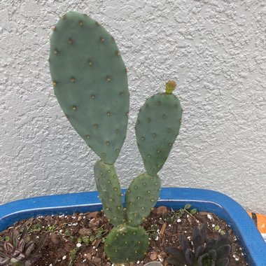 Opuntia