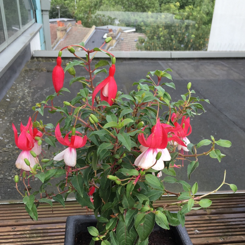 Plant image Fuchsia 'Madame Cornelissen'