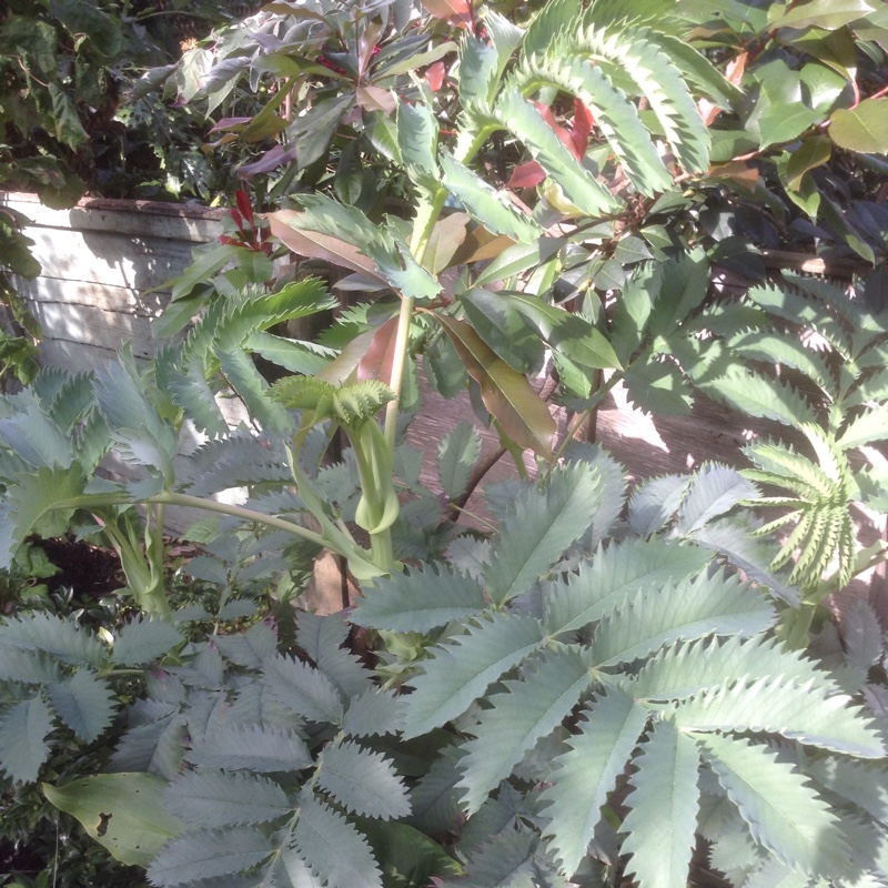 Plant image Melianthus major 'Purple Haze'