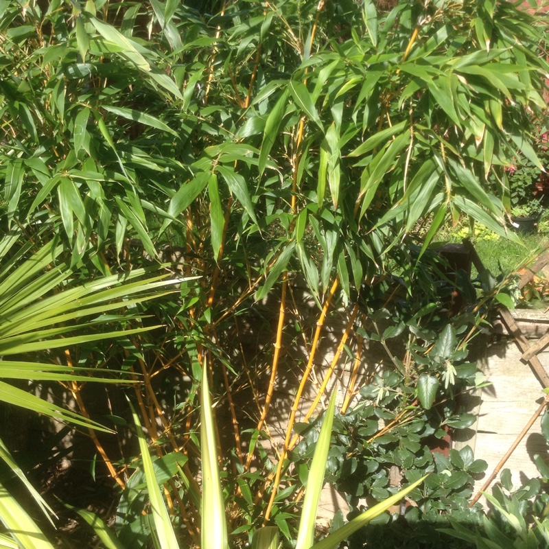 Plant image Phyllostachys aurea 'Albovariegata'