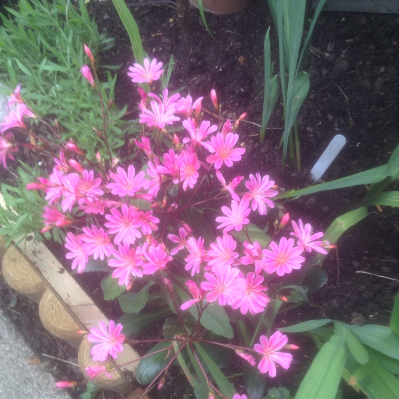 Plant image Lewisia Cotyledon 'Beckneri'