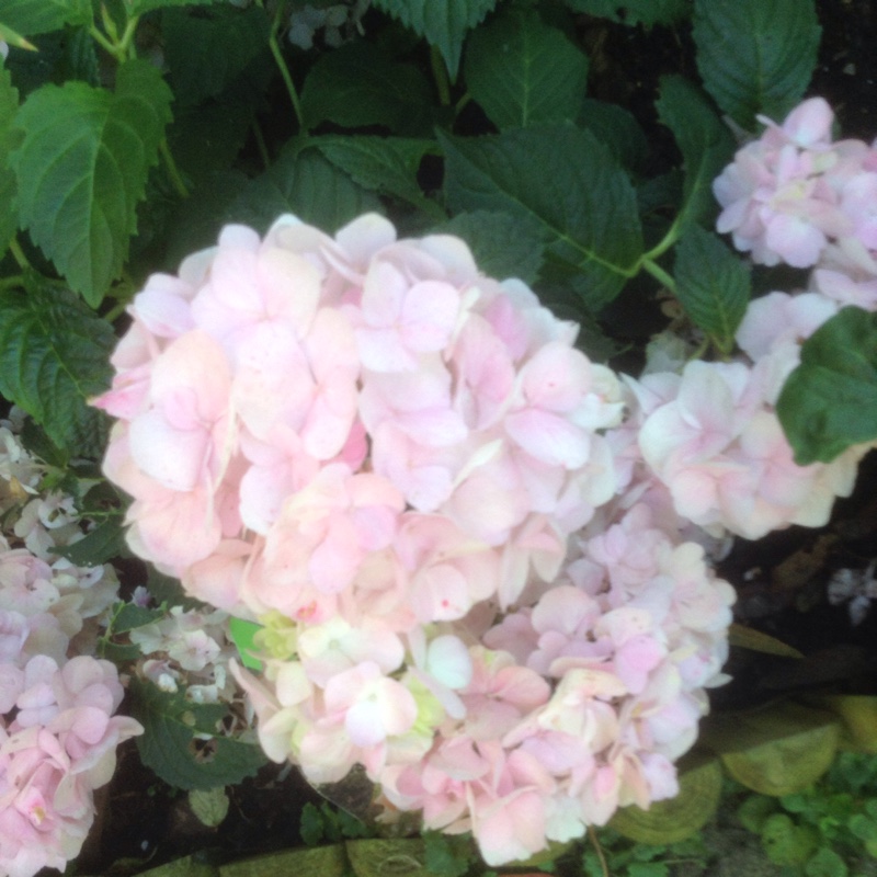 Plant image Hydrangea macrophylla 'Schneeball'