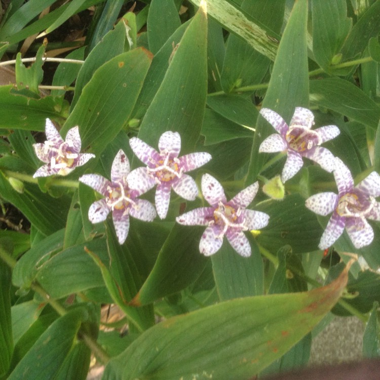 Plant image Tricyrtis hirta 'Miyazaki'