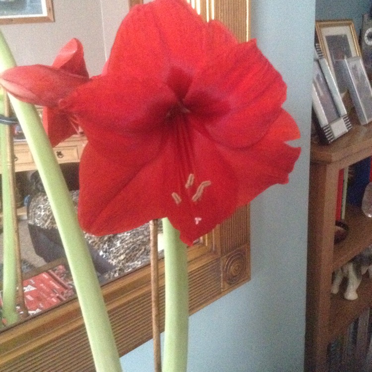 Plant image Hippeastrum 'Candy Floss'