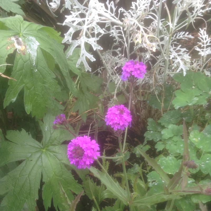 Plant image Verbena rigida syn. Verbena venosa