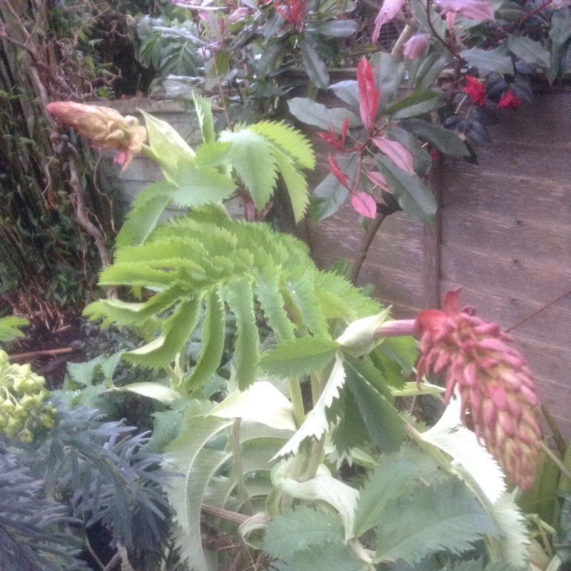 Plant image Melianthus major 'Purple Haze'