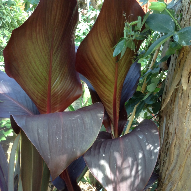 Plant image Canna 'Madame Angèle Martin' syn. Canna 'Angel Martin'