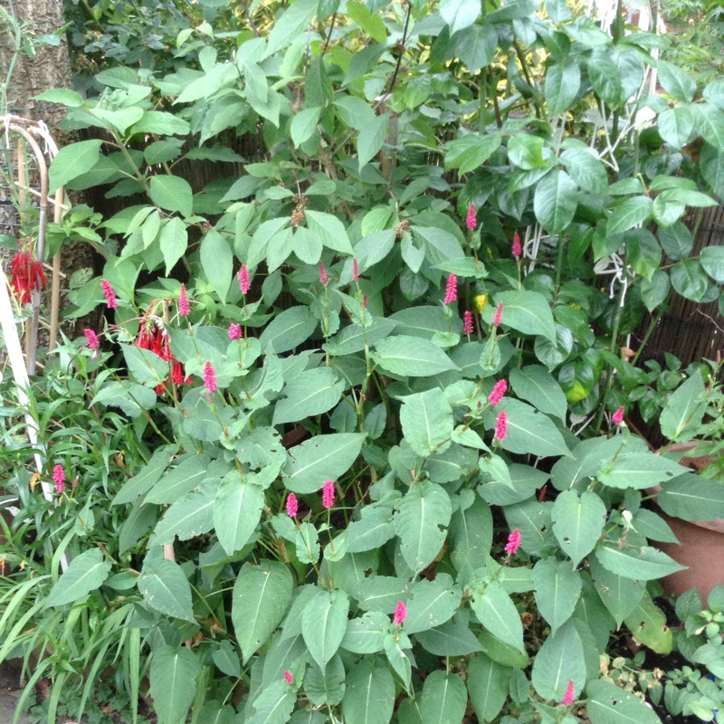 Plant image Persicaria amplexicaulis 'Firedance'