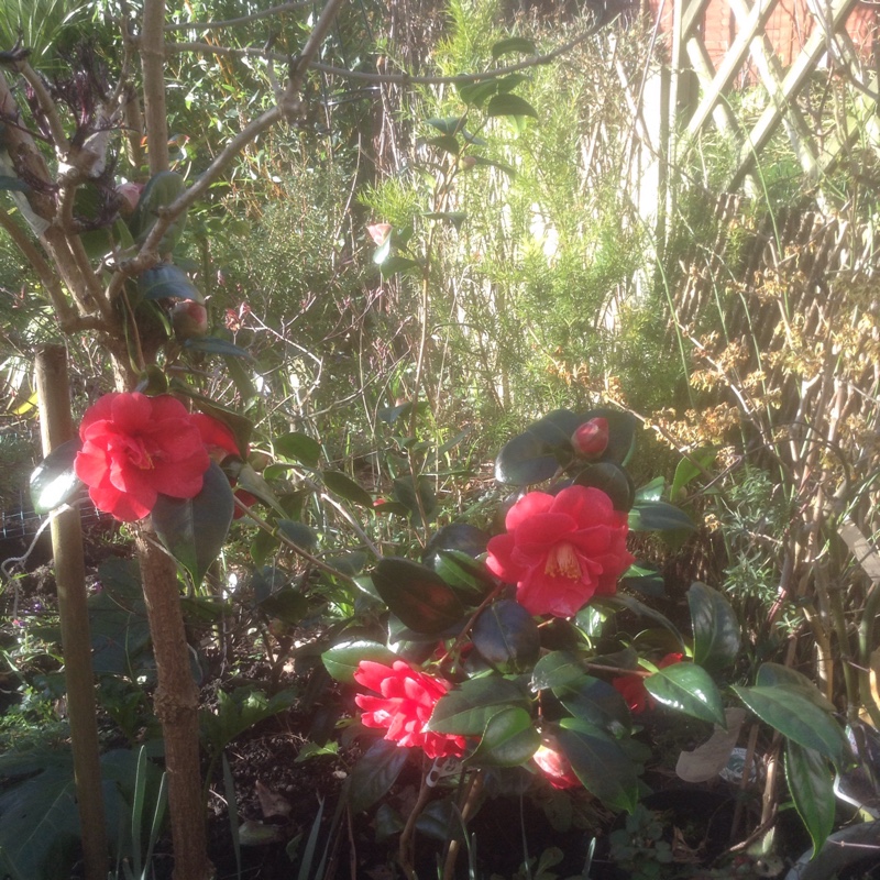 Plant image Camellia japonica 'Adolphe Audusson'