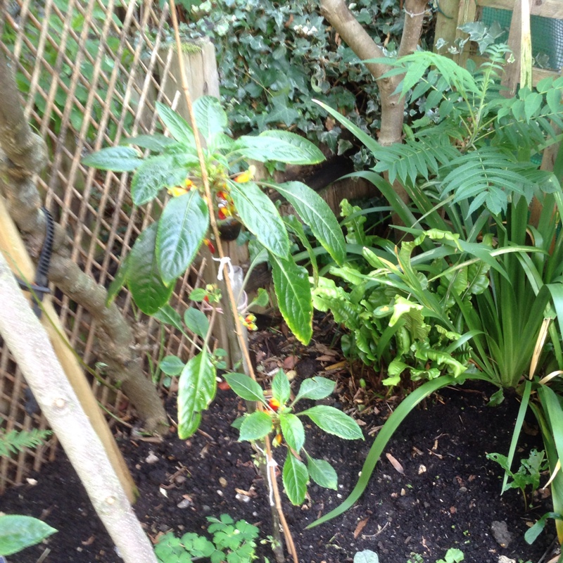 Plant image Impatiens niamniamensis