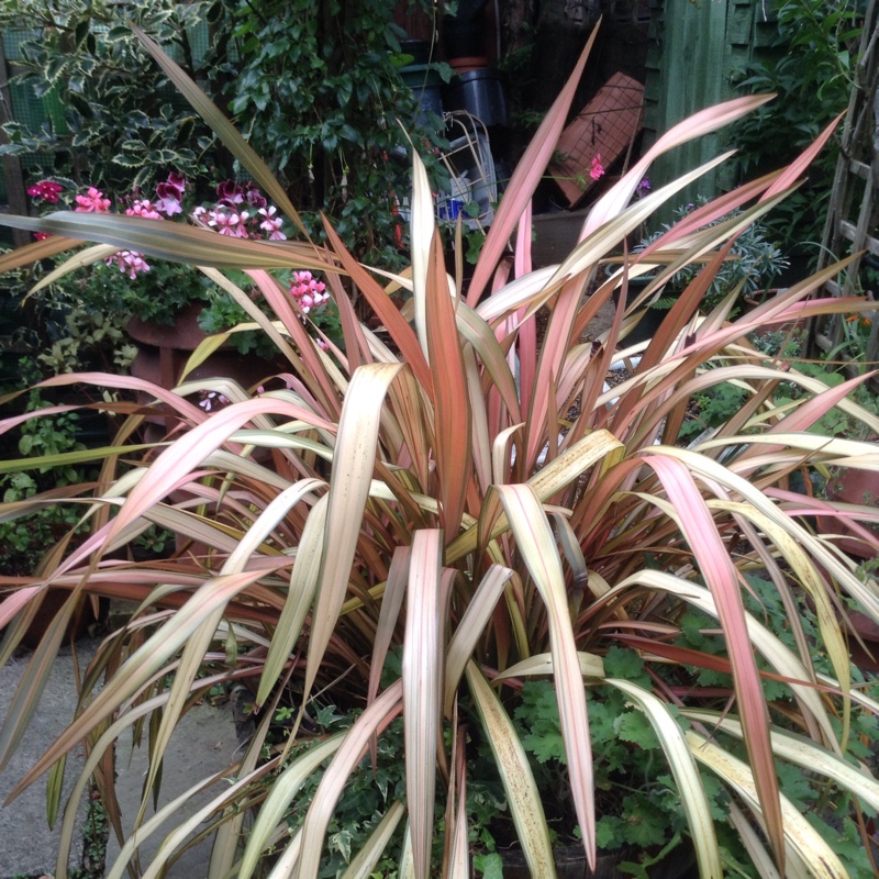 Plant image Phormium 'Fire Cracker'