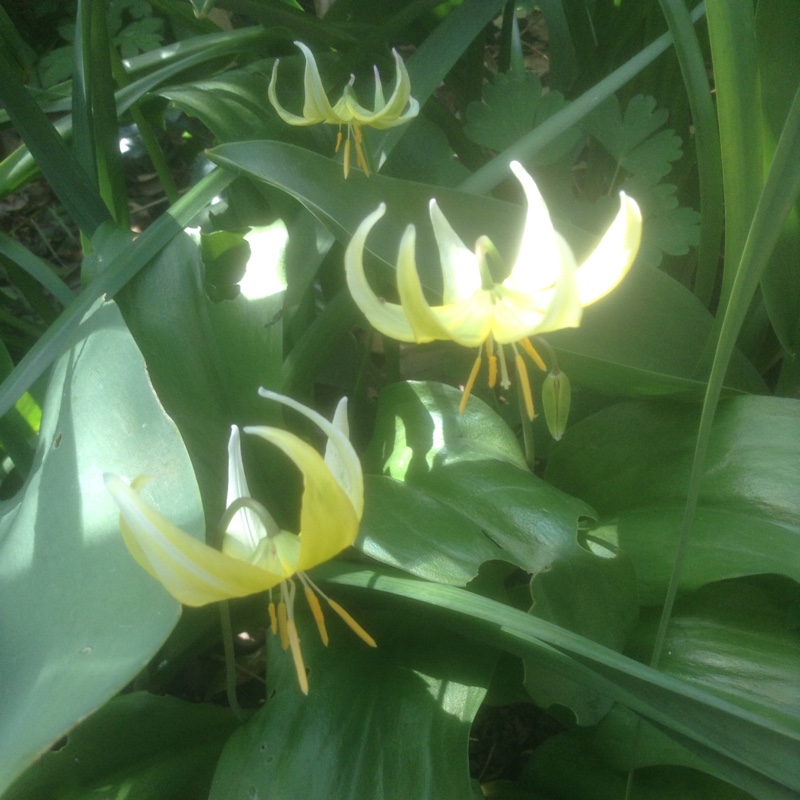 Plant image Erythronium