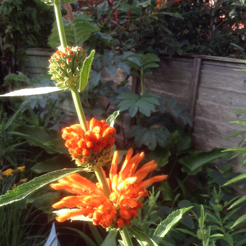 Plant image Leonotis