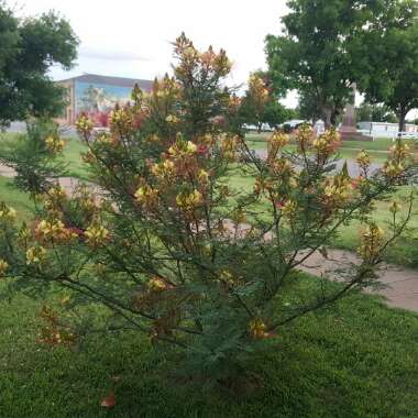 Yellow Bird Of Paradise